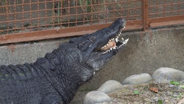 熱川バナナワニ園に投稿された画像（2022/6/30）