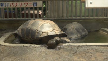 熱川バナナワニ園に投稿された画像（2022/6/30）