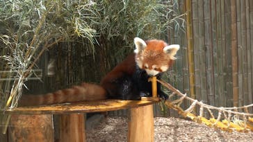 熱川バナナワニ園に投稿された画像（2022/6/30）