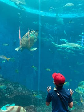 鴨川シーワールドに投稿された画像（2022/6/30）