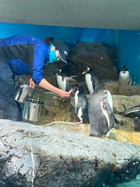 鴨川シーワールドに投稿された画像（2022/6/30）