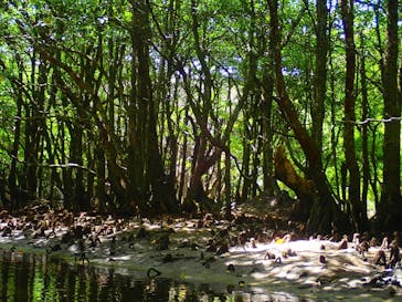 西表島 ADVENTURE PiPi（アドベンチャーピピ）に投稿された画像（2022/6/30）