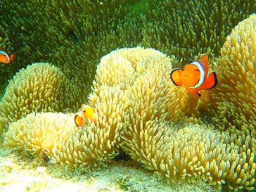 石垣島 ADVENTURE PiPi（イシガキジマアドベンチャーピピ）に投稿された画像（2022/6/27）