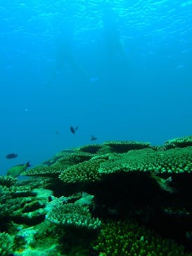 石垣島 ADVENTURE PiPi（イシガキジマアドベンチャーピピ）に投稿された画像（2022/6/27）