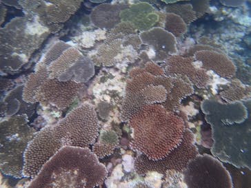 石垣島 ADVENTURE PiPi（イシガキジマアドベンチャーピピ）に投稿された画像（2022/6/27）