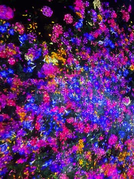 森ビル デジタルアート ミュージアム：エプソン チームラボボーダレスに投稿された画像（2022/6/30）