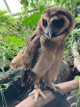 伊豆シャボテン動物公園に投稿された画像（2022/6/30）