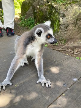 伊豆シャボテン動物公園に投稿された画像（2022/6/30）