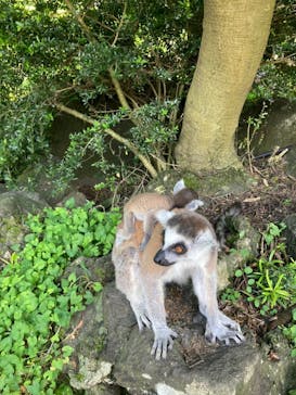 伊豆シャボテン動物公園に投稿された画像（2022/6/30）