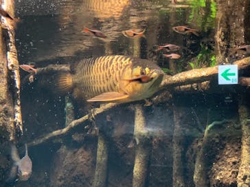 サンシャイン水族館に投稿された画像（2022/7/1）