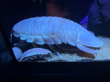 サンシャイン水族館に投稿された画像（2022/7/1）