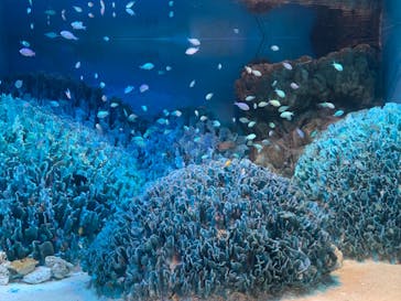 サンシャイン水族館に投稿された画像（2022/7/1）