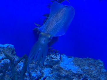 サンシャイン水族館に投稿された画像（2022/7/1）