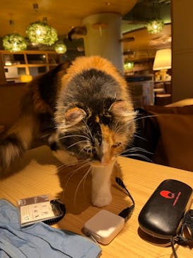 猫カフェモカ　新宿店に投稿された画像（2022/7/1）