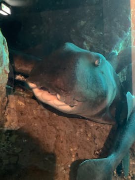 下田海中水族館に投稿された画像（2022/7/1）