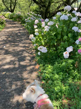 わんダフルネイチャーヴィレッジに投稿された画像（2022/7/1）