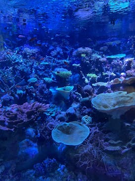 名古屋港水族館に投稿された画像（2022/7/1）