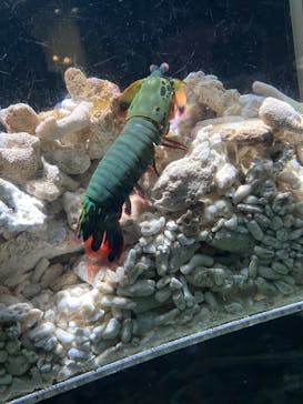 名古屋港水族館に投稿された画像（2022/7/1）