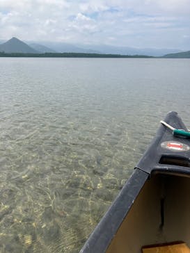 Matatabi（マタタビ）に投稿された画像（2022/7/1）