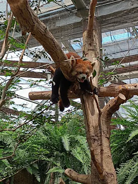 神戸どうぶつ王国に投稿された画像（2022/7/1）