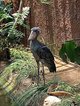 神戸どうぶつ王国に投稿された画像（2022/7/1）