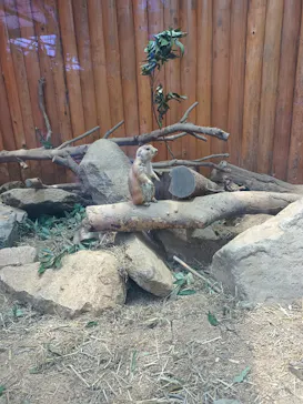 神戸どうぶつ王国に投稿された画像（2022/7/1）