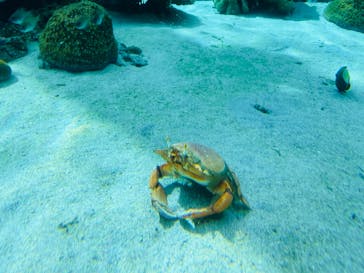 沖縄美ら海水族館に投稿された画像（2022/7/1）