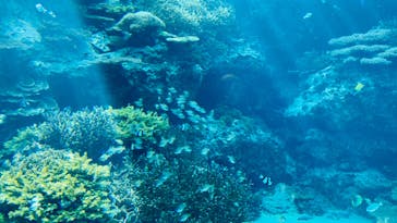 沖縄美ら海水族館に投稿された画像（2022/7/1）