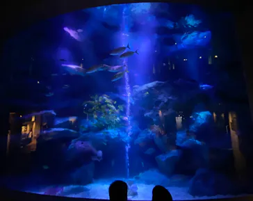 すみだ水族館に投稿された画像（2022/7/1）