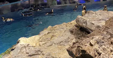 すみだ水族館に投稿された画像（2022/7/1）