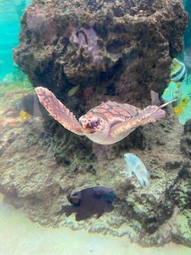 鴨川シーワールドに投稿された画像（2022/7/1）