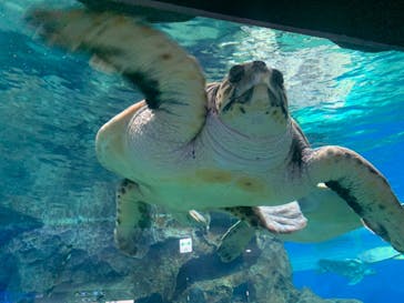名古屋港水族館に投稿された画像（2022/7/2）