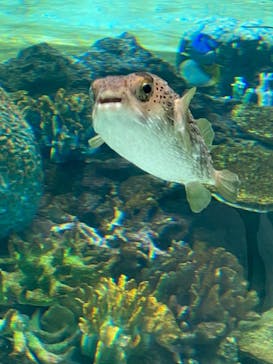 名古屋港水族館に投稿された画像（2022/7/2）