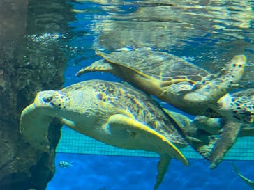 名古屋港水族館に投稿された画像（2022/7/2）