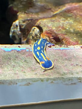 名古屋港水族館に投稿された画像（2022/7/2）