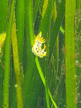名古屋港水族館に投稿された画像（2022/7/2）