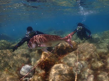 クリオネダイバーズに投稿された画像（2022/7/2）