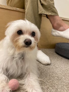 Moff アニマル カフェ イーアス 高尾店に投稿された画像（2022/7/2）