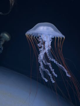 サンシャイン水族館に投稿された画像（2022/7/2）