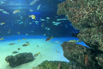 サンシャイン水族館に投稿された画像（2022/7/2）