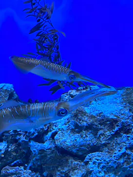 サンシャイン水族館に投稿された画像（2022/7/2）
