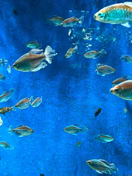 サンシャイン水族館に投稿された画像（2022/7/2）