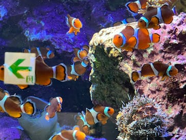 サンシャイン水族館に投稿された画像（2022/7/2）