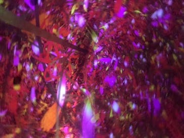 チームラボプラネッツ TOKYO DMMに投稿された画像（2022/7/2）