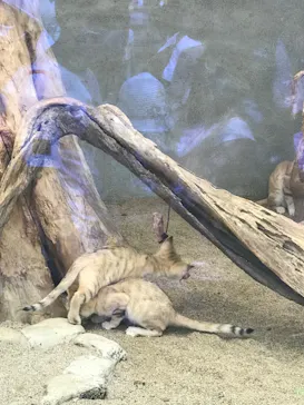 神戸どうぶつ王国に投稿された画像（2022/7/2）