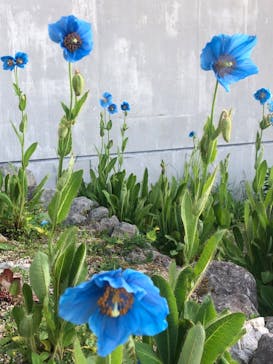 竜王マウンテンリゾート SORA terrace（ソラテラス）に投稿された画像（2022/7/2）