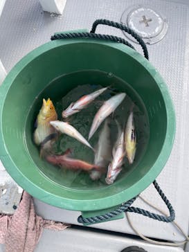 沖縄海うさぎ・海あしびに投稿された画像（2022/7/2）