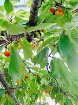 果実の里 原田農園に投稿された画像（2022/7/2）