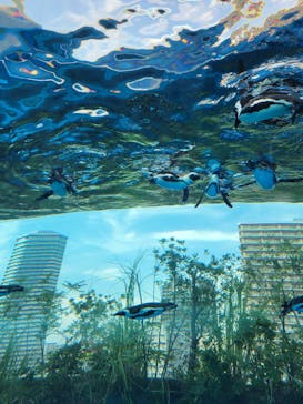 サンシャイン水族館に投稿された画像（2022/7/2）