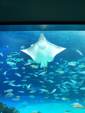 サンシャイン水族館に投稿された画像（2022/7/2）